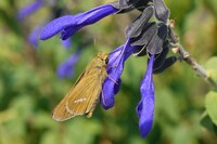 【肌 】花と虫i