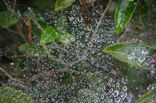 ニューロン細胞