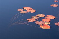 ひつじ草紅葉