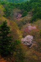 【彩】　山桜