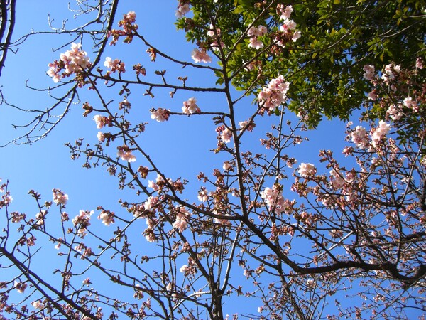 熱海桜基準木