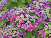隅田の花火２