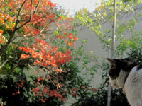 [秋]紅葉鑑賞の猫
