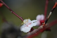 防府天満宮の梅