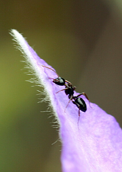 テッセンの花に蟻が！