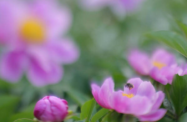 花粉かご