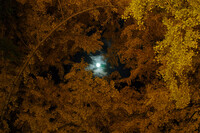 【ノスタルジー】月と木