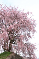 【縦画像】（おそらく由緒のある）一本桜