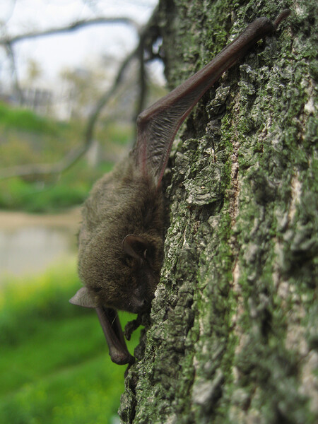 【緑】春の蝙蝠くん