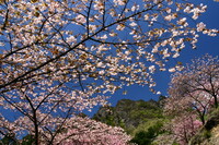 妙義山の八重桜です