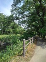 丸太みたいな柵もある川の土手の道