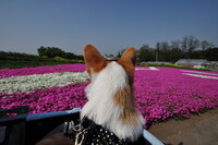 愛犬と芝桜