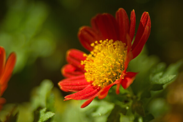 赤い盆小菊