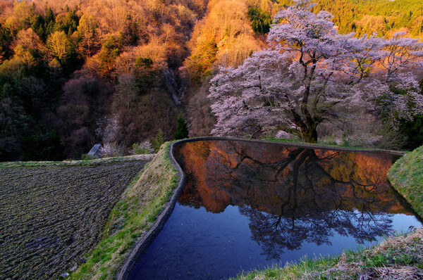 駒つなぎの暁【桜】