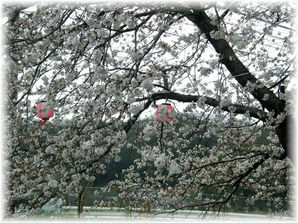 花見客は来ないけど