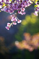 かわいい桜