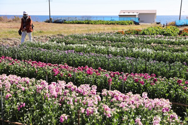 海の見える花畑