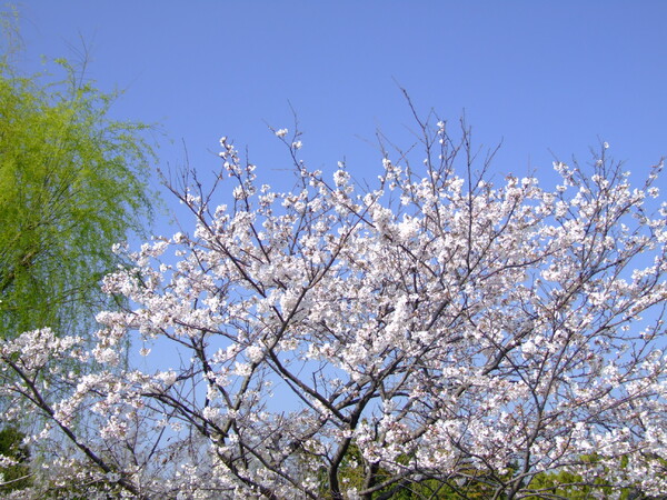 桜と柳