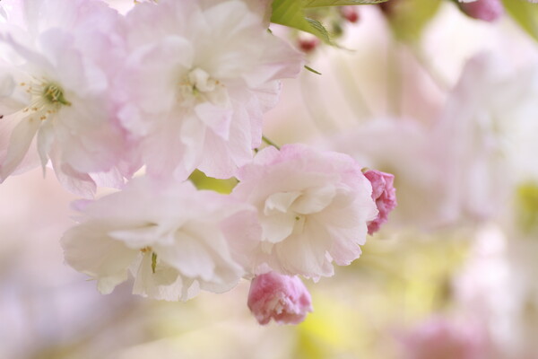 桜「松月」