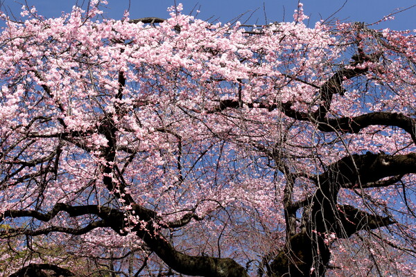 新宿御苑の枝垂れ桜です