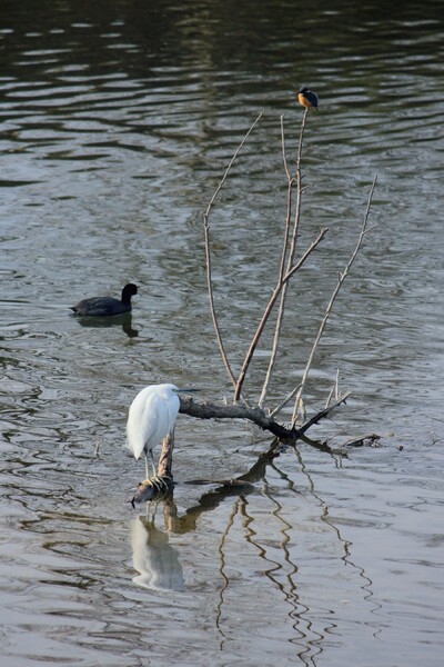 流木に集う水鳥たち