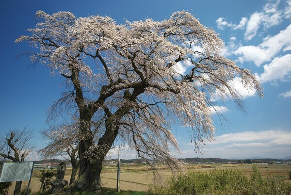 須賀川　古館の桜