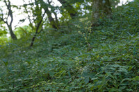 大きなもみじ葉