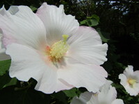 白い花＆芙蓉は夏の風物詩