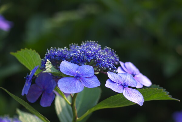 紫陽花の季節6