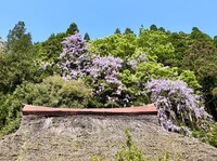 ヤマフジ