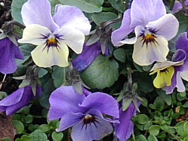 様々な濃さの紫色のパンジーの花
