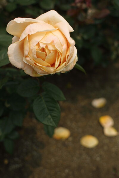 横須賀の薔薇