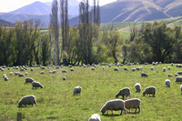羊の数が、人口よりも多いNZ