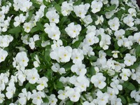 白い花2