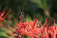 アゲハと彼岸花