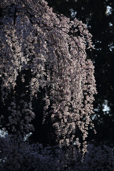 京都御所の枝垂れ桜