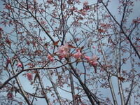 桜がね・・