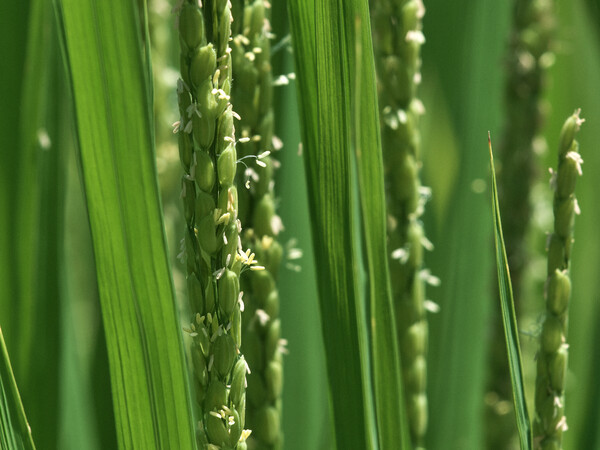 rice flower