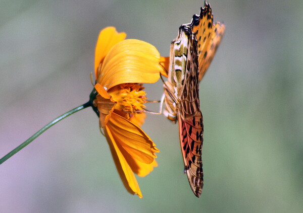 キバナコスモスと蝶の【横顔】