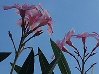 青い空が似合う庭のピンクの花