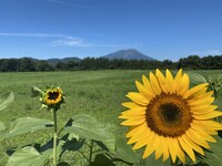 岩手山とヒマワリ