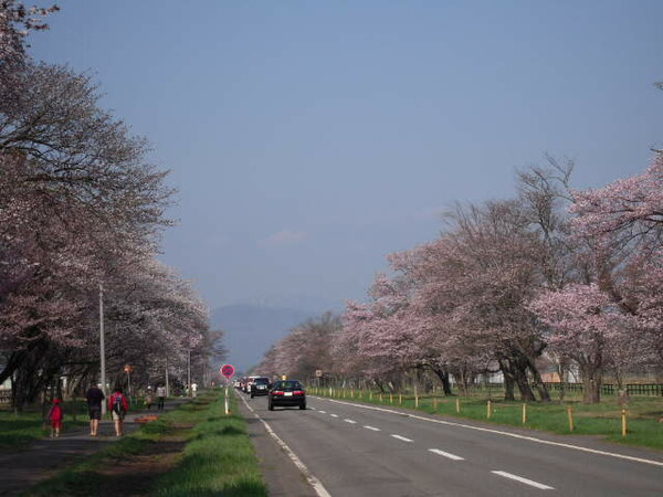 二十四間道路桜並木