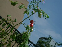 背の高いミニトマト