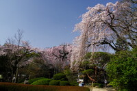 中院桜