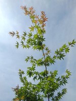 晴れた日のモミジの枝