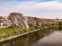 【美の国】清須の桜