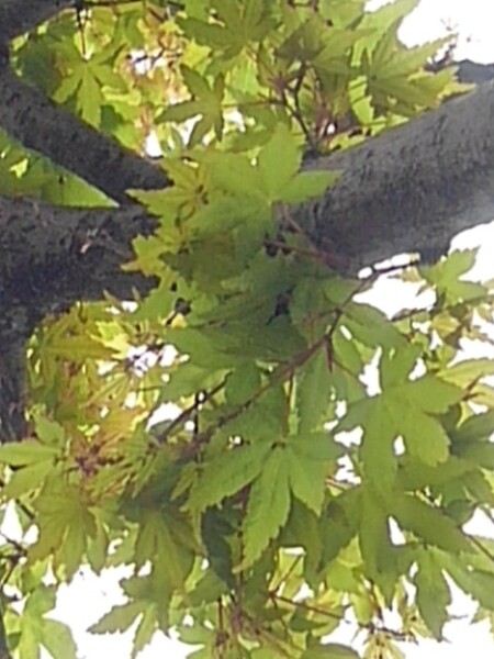 4月に見た街路樹のモミジの葉