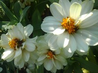 公園の花壇の白い花