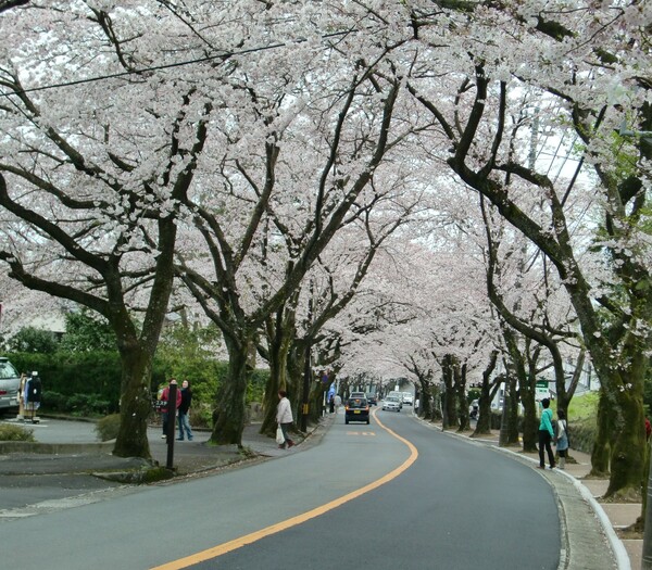 伊豆高原・桜並木
