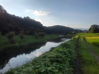 川沿いの道（9/4に撮影）